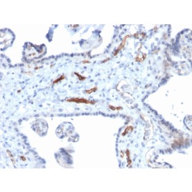 Podocalyxin (PODXL) (Hematopoietic Stem Cell Marker)(PODXL/2184), CF488A conjugate, 0.1mg/mL