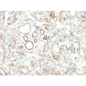 Podocalyxin (PODXL) (Hematopoietic Stem Cell Marker) (PODXL/2185), CF488A conjugate, 0.1mg/mL