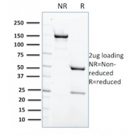 Protein Tyrosine Phosphatase, non-receptor type 6(CPTC-PTPN6-2), CF488A conjugate, 0.1mg/mL