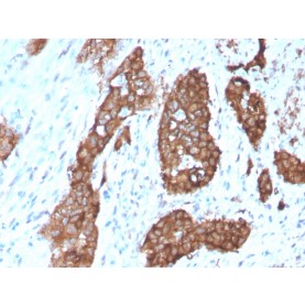 PDZ and LIM Domain 1(CPTC-PDLIM1-1), CF488A conjugate, 0.1mg/mL