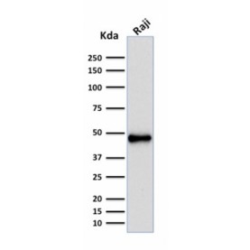 PAX5 / BSAP (Early B-Cell Marker)(rPAX5/2060), CF488A conjugate, 0.1mg/mL