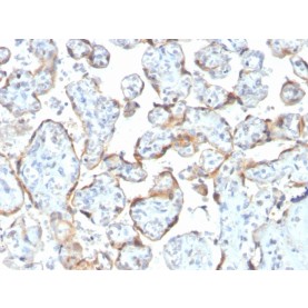 TIMP2 (Tissue Inhibitor of Metalloproteinase 2)(rTIMP2/2335), CF488A conjugate, 0.1mg/mL