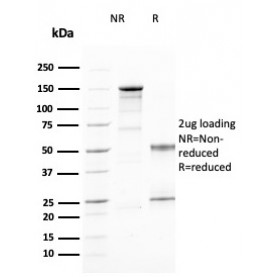Biotium BNC882394-500, CD25 / IL2RA (Activated Lymphocyte Marker)(IL2RA/2394), CF488A conjugate, 0.1mg/mL