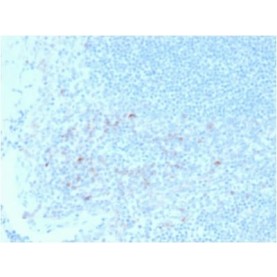 Biotium BNC882395-500, CD25/ IL2RA (Activated Lymphocyte Marker) (IL2RA/2395), CF488A conjugate, 0.1mg/mL