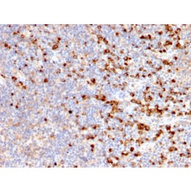 TIM3 / HAVCR2 / CD366 (Effector T-Cell Marker)(HAVCR2/192), CF488A conjugate, 0.1mg/mL