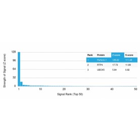 Perforin-1 (Pore Forming Protein) (Apoptosis Marker)(PRF1/2467), CF488A conjugate, 0.1mg/mL