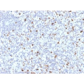 Perforin-1 (Pore Forming Protein) (Apoptosis Marker) (PRF1/2468), CF488A conjugate, 0.1mg/mL
