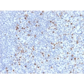 Perforin-1 (Pore Forming Protein) (Apoptosis Marker)(PRF1/2470), CF488A conjugate, 0.1mg/mL