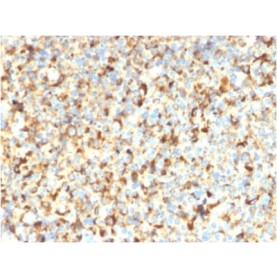 CD63 (Late Endosomes Marker) (rMX-49.129.5), CF488A conjugate, 0.1mg/mL