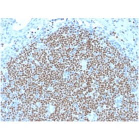 PAX5 / BSAP (Early B-Cell Marker) (PAX5/2595), CF488A conjugate, 0.1mg/mL
