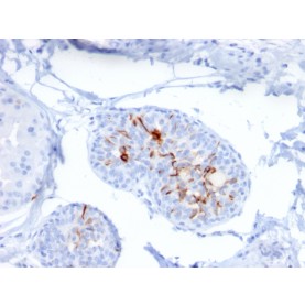 ZNF690 / ZSCAN29(ZSCAN29/2610), CF488A conjugate, 0.1mg/mL