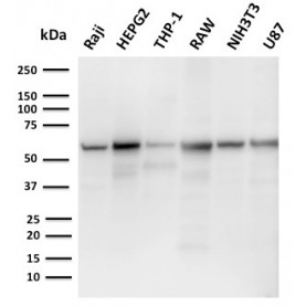 PD-L2 / PDCD1LG2 / CD273(PDL2/2676), CF488A conjugate, 0.1mg/mL