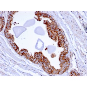 PMEPA1 / TMEPAI (Tumor Suppressor Oncoprotein)(PMEPA1/2696), CF488A conjugate, 0.1mg/mL