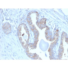 PMEPA1 / TMEPAI (Tumor Suppressor Oncoprotein)(PMEPA1/2697), CF488A conjugate, 0.1mg/mL