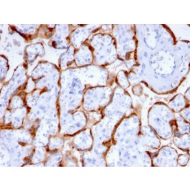 PAPP-A / Pappalysin-1 (Marker of Atherosclerosis and Aneuploid Fetus)(PAPPA/2715), CF488A conjugate, 0.1mg/mL