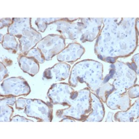 PAPP-A / Pappalysin-1 (Marker of Atherosclerosis and Aneuploid Fetus)(PAPPA/2716), CF488A conjugate, 0.1mg/mL