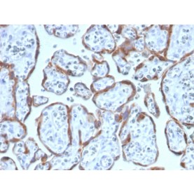 PAPP-A / Pappalysin-1 (Marker of Atherosclerosis and Aneuploid Fetus)(PAPPA/2717), CF488A conjugate, 0.1mg/mL