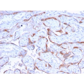 PAPP-A / Pappalysin-1 (Marker of Atherosclerosis and Aneuploid Fetus)(PAPPA/2718), CF488A conjugate, 0.1mg/mL