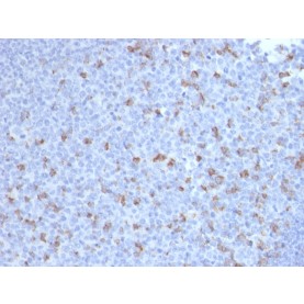 PDCD1 / PD1 / CD279 (Programmed Cell Death 1)(PDCD1/2720), CF488A conjugate, 0.1mg/mL