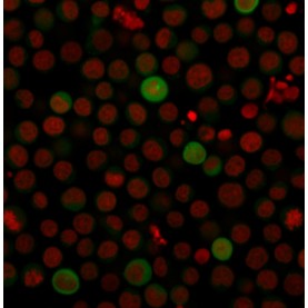 PD-L1 / PDCD1LG1 / CD274 / B7-H1 (Cancer Immunotherapy Target)(PDL1/2743), CF488A conjugate, 0.1mg/mL