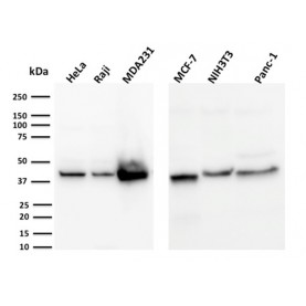 PD-L1 / PDCD1LG1 / CD274 / B7-H1 (Cancer Immunotherapy Target)(PDL1/2744), CF488A conjugate, 0.1mg/mL