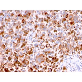 CD63 (Late Endosomes Marker)(LAMP3/2788), CF488A conjugate, 0.1mg/mL