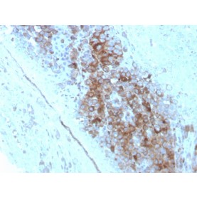 CD63 (Late Endosomes Marker)(LAMP3/2789), CF488A conjugate, 0.1mg/mL
