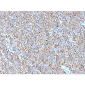 CD63 (Late Endosomes Marker)(LAMP3/2790), CF488A conjugate, 0.1mg/mL