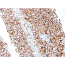 CD63 (Late Endosomes Marker)(LAMP3/2881), CF488A conjugate, 0.1mg/mL