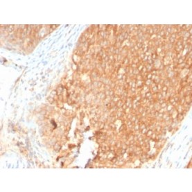 Topoisomerase I, Mitochondrial (TOP1MT) (TOP1MT/2883R), CF488A conjugate, 0.1mg/mL
