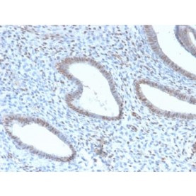 TLE1 (Synovial Sarcoma Marker) (TLE1/2946R), CF488A conjugate, 0.1mg/mL