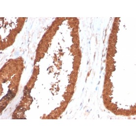 TIGIT / VSTM3 / VSIG9 (Immune Checkpoint for Cancer)(TIGIT/3017), CF488A conjugate, 0.1mg/mL