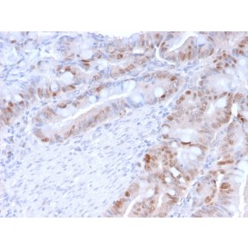 PCNA (Proliferating Cell Nuclear Antigen) (G1- & S-phase Marker)(PC5), CF488A conjugate, 0.1mg/mL