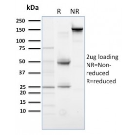 PLK1 (Marker of Mitosis)(AZ44), CF488A conjugate, 0.1mg/mL