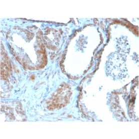 TIGIT / VSTM3 / VSIG9 (Immune Checkpoint for Cancer)(TIGIT/3106), CF488A conjugate, 0.1mg/mL
