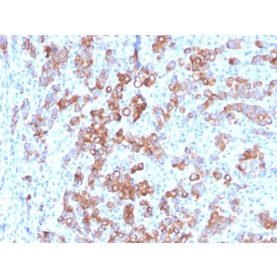 TIM3 / HAVCR2 / CD366 (Effector T-Cell Marker)(TIM3/3113), CF488A conjugate, 0.1mg/mL