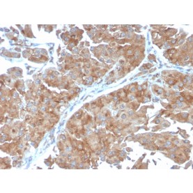 PAI-RBP1 / SERBP1 / SERPINE1(SERBP1/3498), CF488A conjugate, 0.1mg/mL