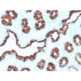 pS2 / pNR-2 / TFF1 (Estrogen-Regulated Protein)(rTFF1/1091), CF488A conjugate, 0.1mg/mL