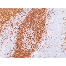 PAX5 / BSAP (Early B-Cell Marker)(PAX5/3735), CF488A conjugate, 0.1mg/mL