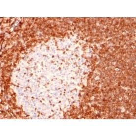 bcl-2(8C8), CF594 conjugate, 0.1mg/mL