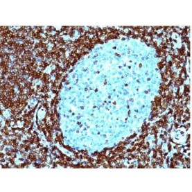 bcl-2(124), CF594 conjugate, 0.1mg/mL