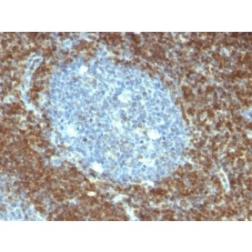 bcl-2(BCL2/796), CF594 conjugate, 0.1mg/mL