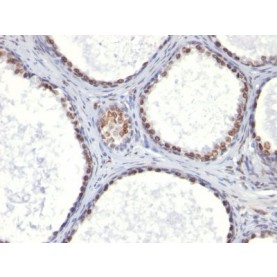 Androgen Receptor(AR441), CF594 conjugate, 0.1mg/mL