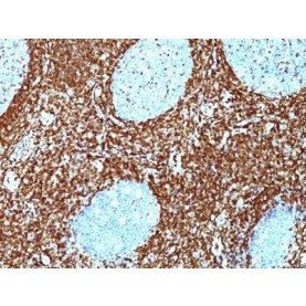 bcl-2(BCL2/782 + BCL2/796), CF594 conjugate, 0.1mg/mL