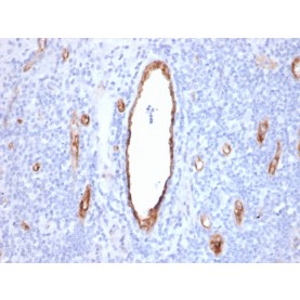 von Willebrand Factor / Factor VIII Related-Ag (Endothelial Marker)(VWF/2480), CF594 conjugate, 0.1mg/mL