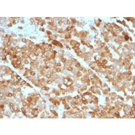 Tyrosinase(OCA1/812), Biotin conjugate, 0.1mg/mL