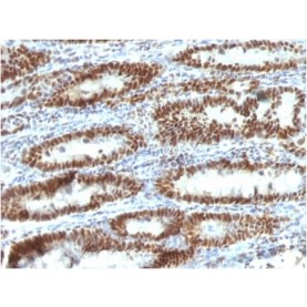 TOX3(TOX3/1123), Biotin conjugate, 0.1mg/mL