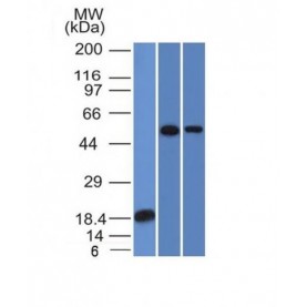 TOX3(TOX3/1124), Biotin conjugate, 0.1mg/mL