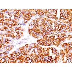 MART-1 / Melan-A / MLANA (Melanoma Marker) (MLANA/1409R), Biotin conjugate, 0.1mg/mL