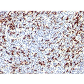 PDCD1 / PD1 / CD279 (Programmed Cell Death 1), Biotin conjugate, 0.1mg/mL